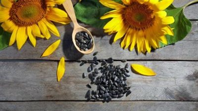 بالتفاصيل.. العلاق بين لب عباد الشمس وزيادة الوزن