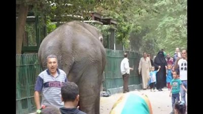 الزراعة تعلن إغلاق حدائق الحيوان والأرومان والأسماك في شم النسيم