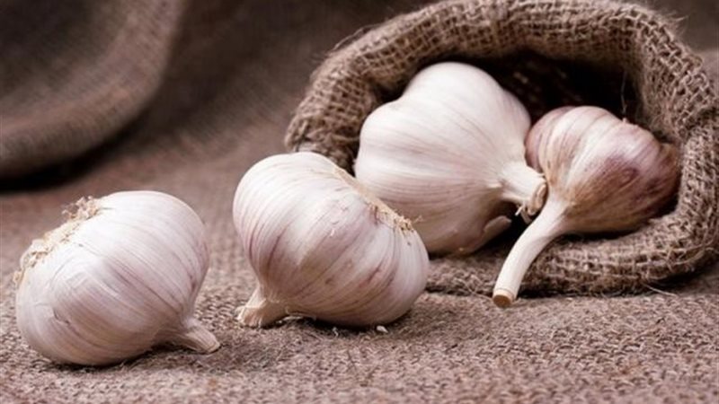 الثوم ,علاج الجروح