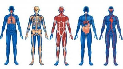 دراسة تكشف تطور جسم الإنسان خلال الـ100 عام الماضية