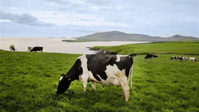 مجلس الغذاء الأيرلندى يطلق مؤتمر مكونات صناعات الألبان