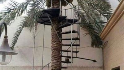 تعرف علي قصة النخلة التي أشعلت مواقع التواصل الاجتماعي