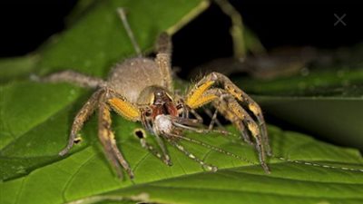 «يسبب الوفاة خلال ساعتين».. معلومات عن أخطر نوع من العنكبوت في الموز