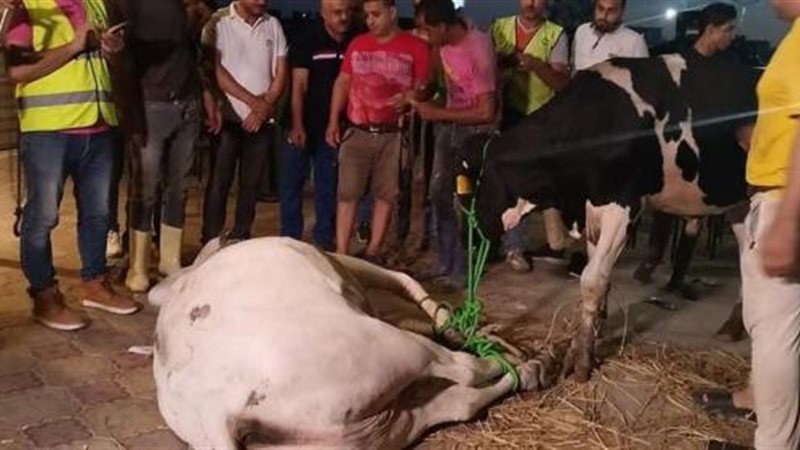 الموجز