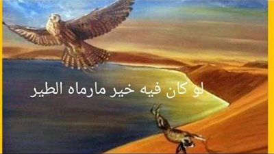 بومة وراء مثل ”لو كان فيه الخير ما كان رماه الطير”..اعرف القصة