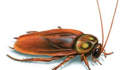 عادي خالص..قائمة بالأطعمة المسموح  بوجود حشرات بداخلها