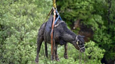 شاهد بالصور.. أغرب عملية إنقاذ لبقرة