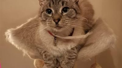 أغرب قضية اختطاف.. سيدة تتلقى رسالة تهديد والسبب:قطتها