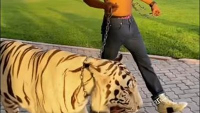 محمد رمضان بصحبة نمر أبيض ويعلق: مبسمعش نباح كلاب