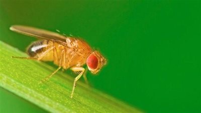 بالذباب والنمل.. هذا أحدث ما توصل إليه العلماء لإطالة العمر