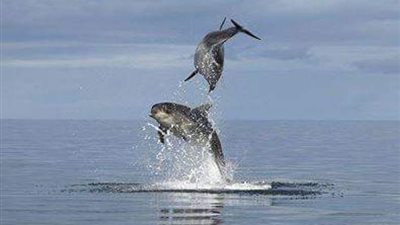 بالملح وقش الأرز.. تعرف علي أكبر عملية تحنيط لدولفين بالغردقة