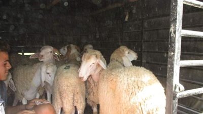 هل شراء الأضحية افضل أم التصدق بثمنها بسبب كورونا؟ الأزهر يجيب