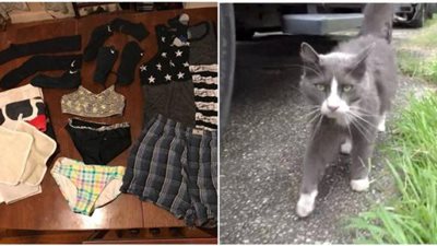 واقعة غريبة ومضحكة وبطلها «القط اللص».. اعرف القصة كاملة