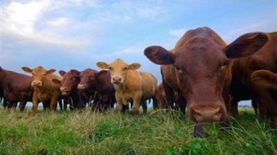 الحكومة تكشف حقيقة استيراد لحوم أبقار مصابة بمرض ”جنون الأبقار” وطرحها بالأسواق