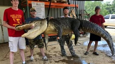 مفاجأة غير متوقعة وجدها صياد داخل أحشاء تمساح متوحش طوله 13 قدمًا