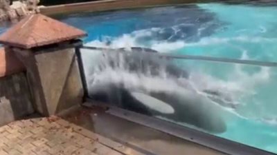 بعد حبسها 44 عامًا.. كواليس هروب سمكة قرش عملاقة من قفصها الزجاجي