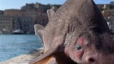 بعد ظهوره بالبحر المتوسط.. كل ما تريد معرفته عن القرش المرعب برأس خنزير