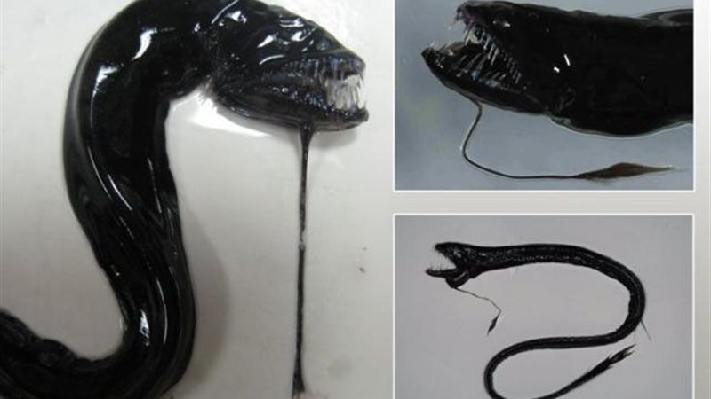 التنين الأسود