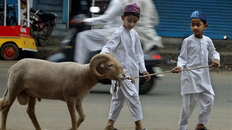 ضوابط ذبح الأضحية