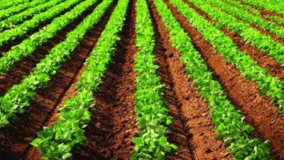 الإحصاء: 10 مليار جنيه حجم القـروض الاستثمـارية متوسطة الأجل الممنوحة للمـزارعيـن  عـام 2019 / 2020