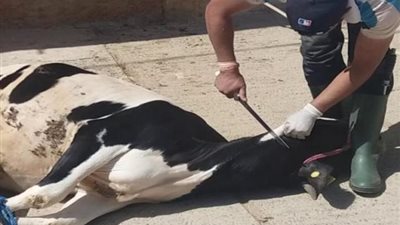 هل بيع جلد الأضحية حرام أم حلال؟