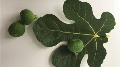 ورق التين.. الحل السحري للتنحيف