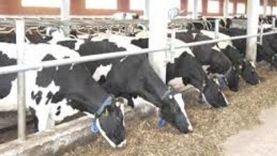 الزراعة: قمنا بتطوير 6 مزارع إنتاج حيوانى بالتنسيق مع القطاعات الحكومية ومنظمات المجتمع المدني