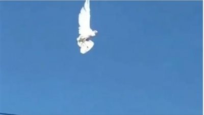 بالفيديو.. مشهد صادم لطائر يتجمد أثناء تحليقه في السماء