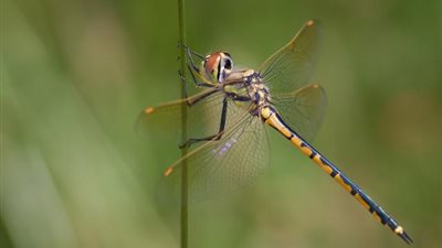 دراسة علمية تحسمها.. الحشرات ونقل عدوي كورونا