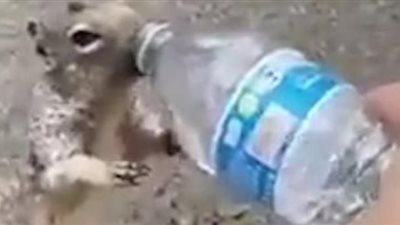 شاهد .. واقعة غريبة لسنجاب يلح على طفل لشرب المياه