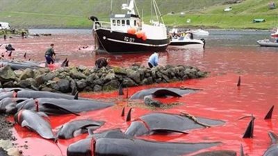 مش هتصدق.. رياضة دموية مجنونة راح ضحيتها 250 حوت في جزر فارو