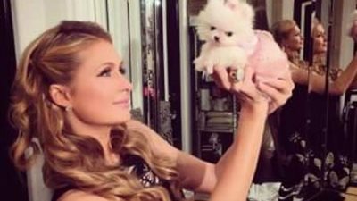 «مش هتصدق الصور».. باريس هيلتون تبني قصر الأحلام لكلابها