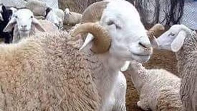 تعرف على آخر موعد لقص الأظافر والشعر بالنسبة للمضحي