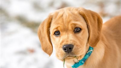 هل الكلب طاهر أو نجس؟