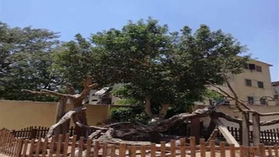 عمرها 3000 عام .. حكاية شجرة استظل بها المسيح