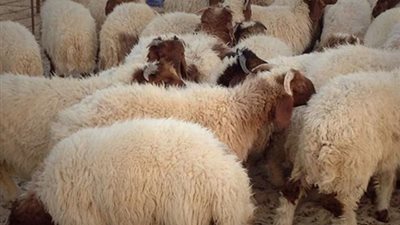 الإفتاء تنصح بعدم حضور شهود الأضحية عند الذبح .. اعرف السبب