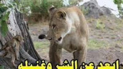 ”أسد وقرد وحمار” وراء مثل ”أبعد عن الشر وغنيله”.. أعرف القصة