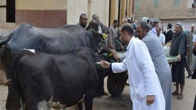 مجانا.. القاهرة تفتح المجازر خلال العيد لذبح الأضاحي