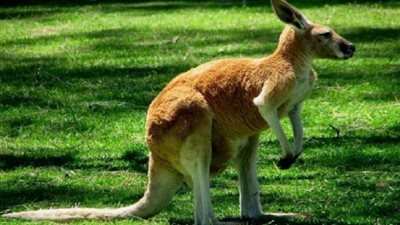 السجن عامين وغرامة 20 ألف جنيه بسبب هروب ”كانجرو”  من الحديقة