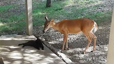 «الحب ولع في الدرة».. حكاية قصة الحب المشتعلة بين قطة وغزال