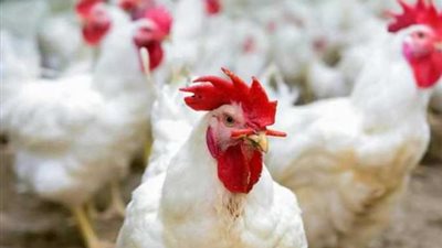 بورصة الأسعار| ارتفاع أسعار الدواجن .. الكيلو يتراوح بين 32 و34 جنيها