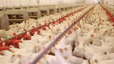 بورصة الأسعار| الثبات يخيم على أسعار الدواجن بالسوق المحلى