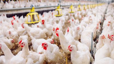 بورصة الأسعار| تعرف على أسعار الدواجن فى السوق المحلى