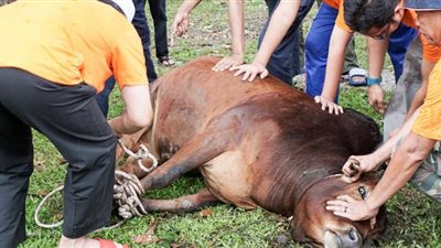 قبل العيد.. كيف تنظف بقع دم الأضحية من الملابس؟