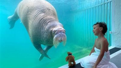 أخر تقاليع كورونا.. غرف فندقية داخل حديقة حيوانات