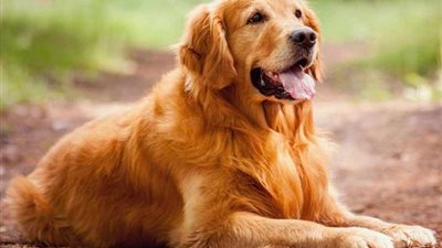 «كورونا مسبتش حد».. حكاية منحة الـ 100 يورو لمربي الكلاب في إيطاليا