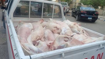 بالصور .. ضبط 650 كجم لحوم فاسدة بهذه المناطق بالجيزة