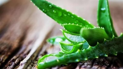 الالوفيرا.. الحل السحري لألم حروق البشرة