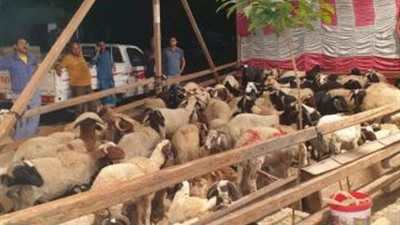 شاهد .. كيف أزالت الجيزة 23 شادر لعرض وبيع الاغنام والماشية الحية؟