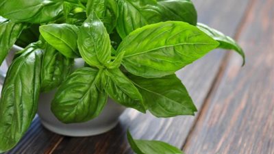 4 نباتات تُخلصك من الناموس..تعرفي عليها